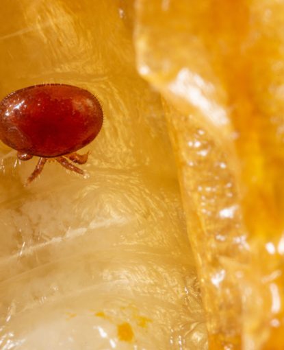 amitraz oxalic varroa