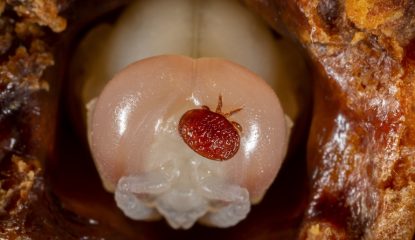 Understanding flash vs. slow-release varroa treatments