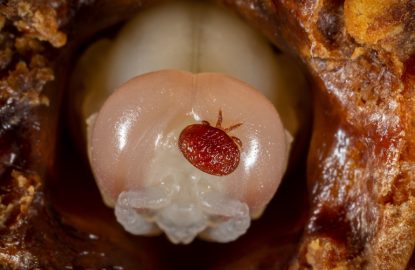 Understanding flash vs. slow-release varroa treatments