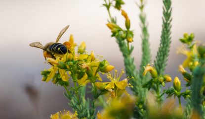 Clinical case: Varroa management challenges in Iberian Black Bee colonies