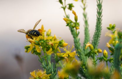 Cas clinique : Défis de gestion du Varroa dans les colonies d'abeilles noires ibériques