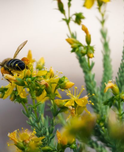 Clinical case: Varroa management challenges in Iberian Black Bee colonies