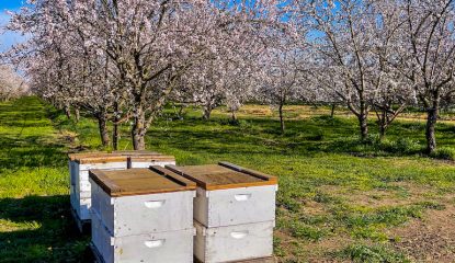 The basics of almond pollination: a guide for beekeepers and growers