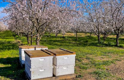 Descubrir la polinización del almendro en Estados Unidos