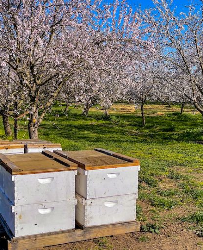 The basics of almond pollination: a guide for beekeepers and growers