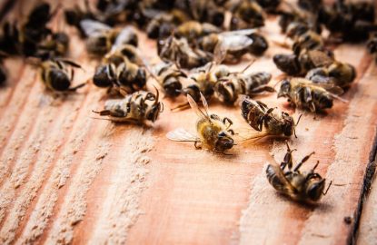 Cas clinique Impact du Varroa sur les Performances des Colonies d'Abeilles