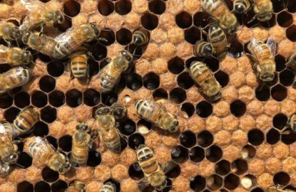 Cas clinique : Maladie du couvain d’abeille