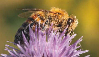 Announcement Winner of the ‘favorite photo’ award ‘Let's value honey bee and Apiculture’ 2024