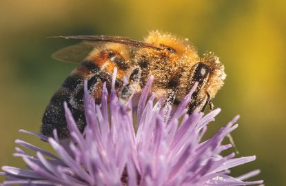 Annonce Gagnant prix « coup de cœur » du public « Valorisons l’abeille et l’apiculture » 2024