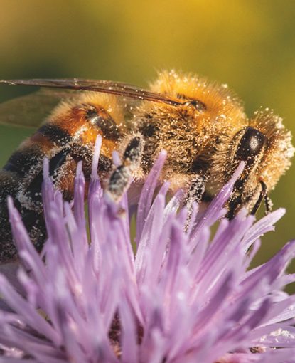 Annonce Gagnant prix « coup de cœur » du public « Valorisons l’abeille et l’apiculture » 2024