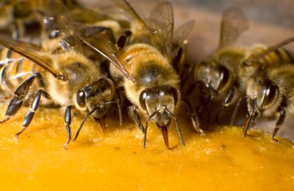 ¿Por qué utilizar un suplemento proteico como MegaBee?