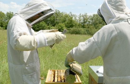 Un rucher d’essais dédié au développement de solutions pour une apiculture durable