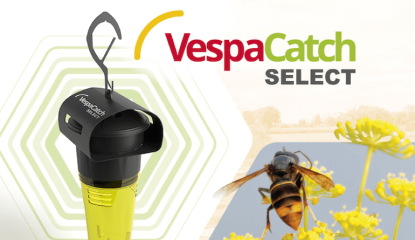 VespaCatch Select : Nouveau piège sélectif pour le frelon asiatique