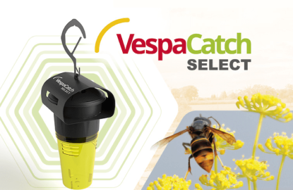 VespaCatch Select : Nueva trampa selectiva para la avispa asiática