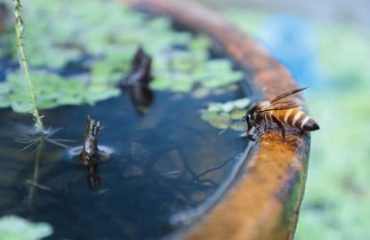 Abeilles : L'importance de l'accès à l'eau pour les colonies d'abeilles