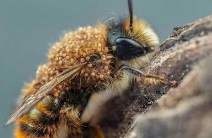 Mellitiphis alvearius ou "Acarien du pollen" : une nouvelle menace ?