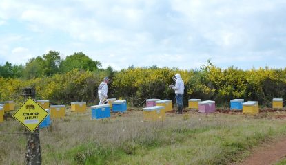 Notre rucher d’essais : 10 ans de défis, de succès et d’avancées constantes