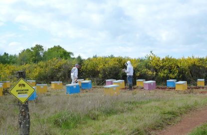 Notre rucher d’essais : 10 ans de défis, de succès et d’avancées constantes