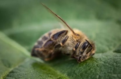 Salud de las abejas, medicación y desafíos ambientales