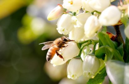 Cas clinique : L'importance de la qualité dans la nutrition des abeilles