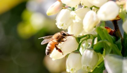 Cas clinique : L'importance de la qualité dans la nutrition des abeilles