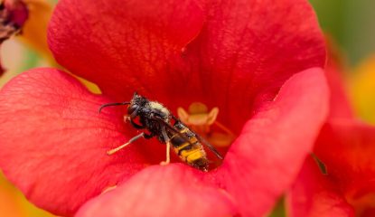 Hive Under Assault: Hornets' Growing Threat to Bee Colonies