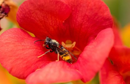 Hive Under Assault: Hornets' Growing Threat to Bee Colonies