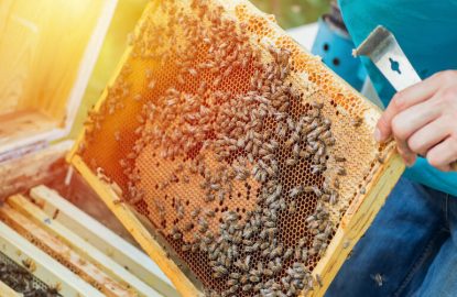 Réduire l'Impact des Résidus dans la Lutte contre le Varroa