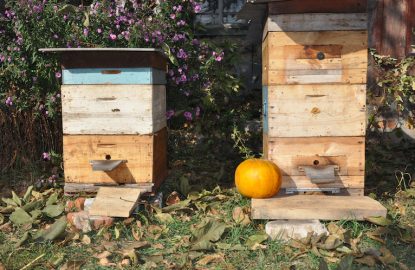 Prioridades de los apicultores durante el otoño