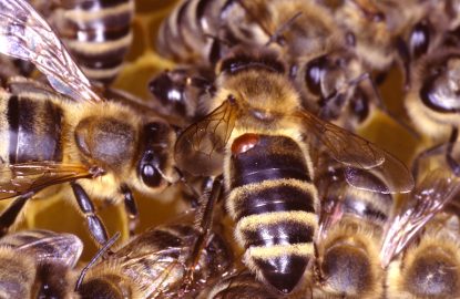 Biene mit Varroamilbe auf dem Rücken. Die Varroatose ist eine tötliche Bienenkrankheit. Man bekämpft sie mit unterschiedlichen zugelassenen Mitteln. Deutschland, Europa
Datum: 09.05.2015