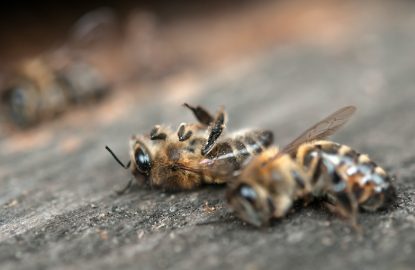 Exploring Winter Bee Colony Losses and Solutions