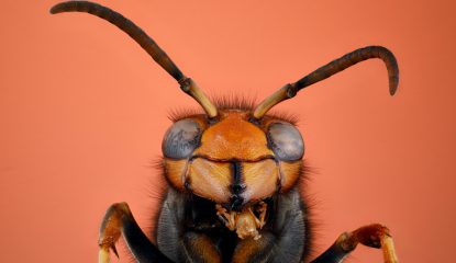 Guardians of the Apiary: Trapping the Asian Hornet Effectively