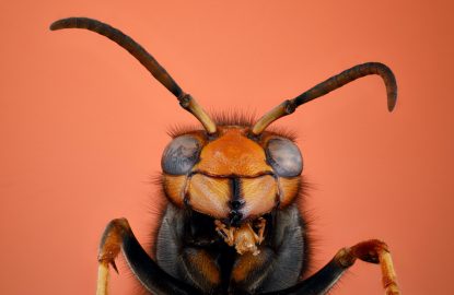 Guardians of the Apiary: Trapping the Asian Hornet Effectively