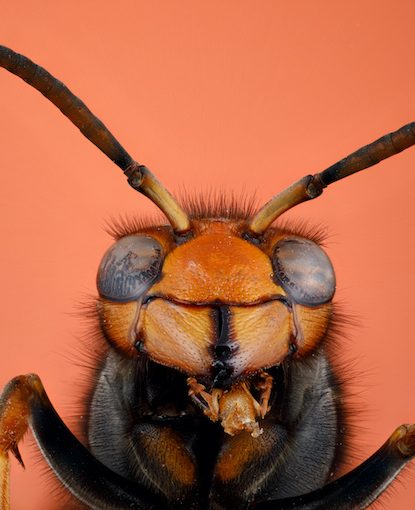 Guardians of the Apiary: Trapping the Asian Hornet Effectively